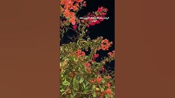 القارئ طارق الفهيقي - سورة الرحمن #القرآن_الكريم #تلاوة_خاشعة #روائع_التلاوة #راحة_نفسية #quran