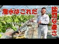 葡萄の育て方【根域制限養液土耕栽培】は、潅水が命!安心できる機材でシステムを組む事が必須!
