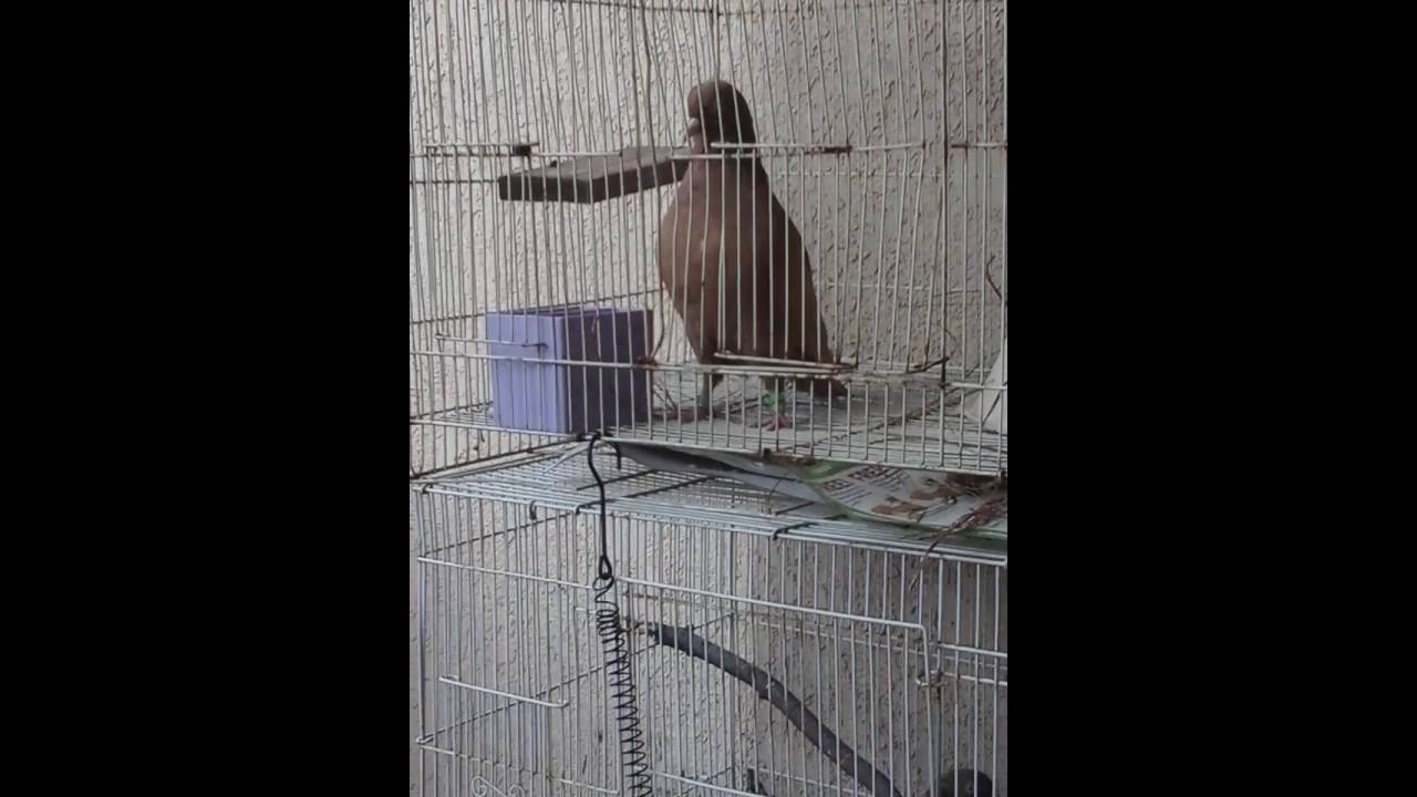 Birmingham roller pigeons cream pair YouTube