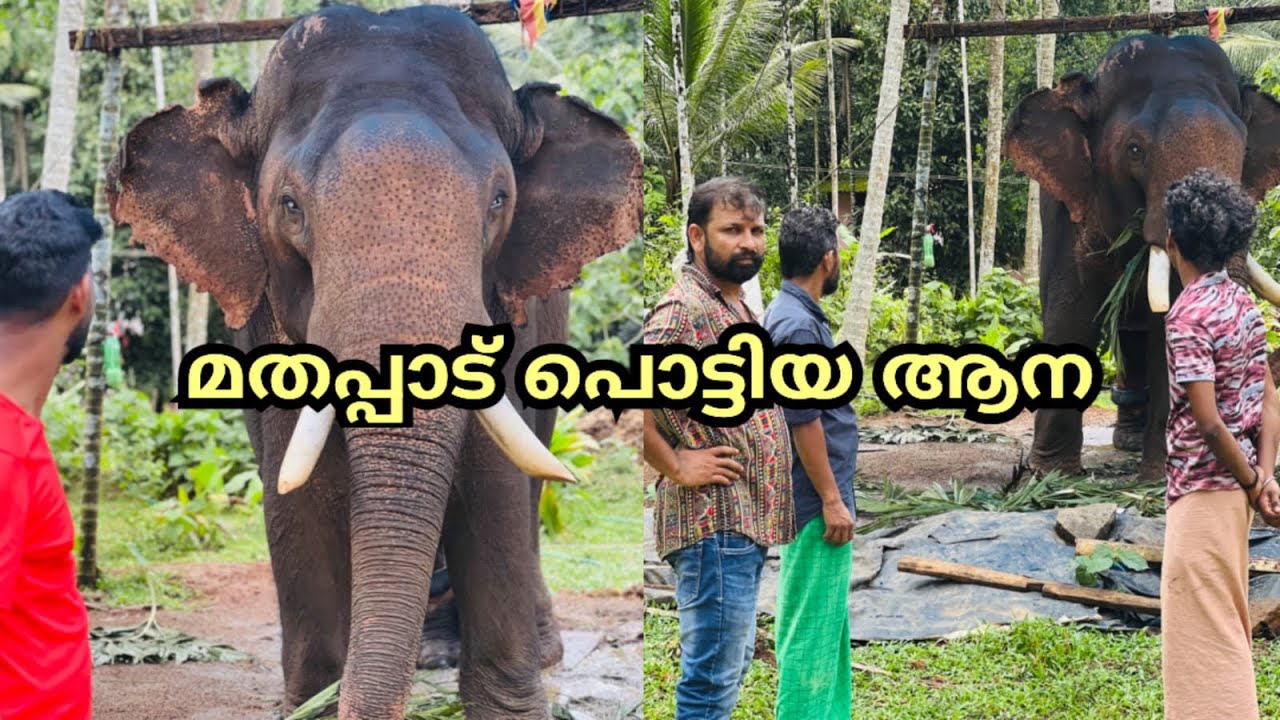 മതപ്പാട് പൊട്ടിയ ആന Kolakkadan Shivprsadh