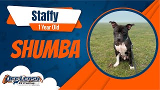 Best Staffordshire Bull Terrier Dog Training | Shumba | Dog Training in London