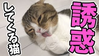 【猫】ママを誘惑する猫【スコティッシュフォールド】