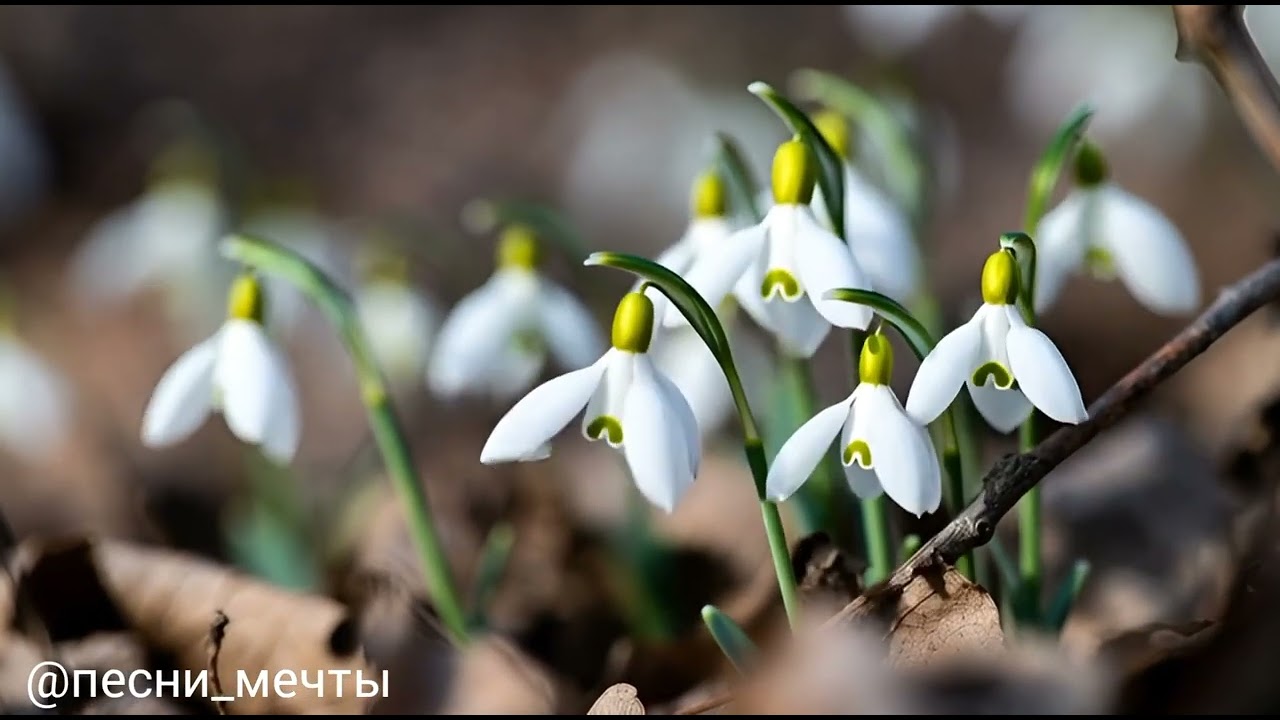 Подснежники + нежная флейта и фортепиано = мгновенное успокоение нервной системы 🌱🪶🎶