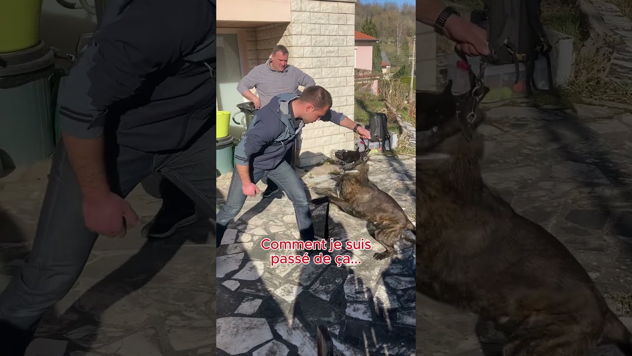 Ce Chien M Attaque Au Visage 