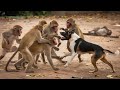 کتوں اور بندروں کی زبردست لڑائی Dog And Monkey Encounter Caught On Camera