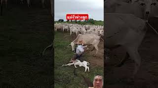 จัดการแม่มัว