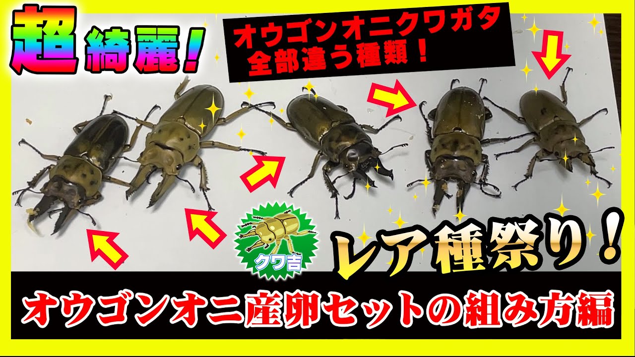 初挑戦！】稀少4種類のオウゴンオニクワガタ降臨！オウゴンオニ 