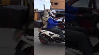 Picture Me Rollin || ViralHog