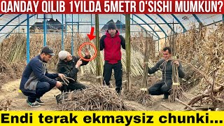 : PAVLONIYANI TERAKDAN QANDAY USTUNLIK TARAFLARI BOR?!