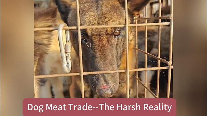 Dog Meat Trade--The Harsh Reality