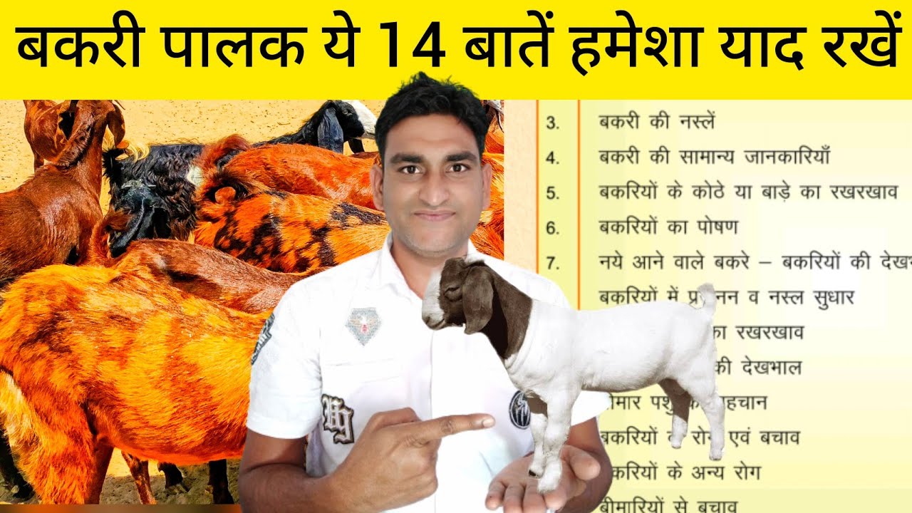 भेड़ बकरी पालन मे ये सावधानियां नहीं रखी तो फार्म बंद हो जायेगा || Goat Farming 14 Tips