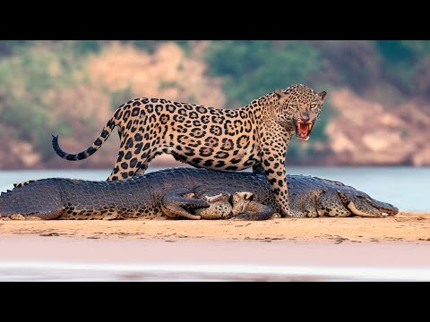 Video: Kan krokodiller holde sig flydende?