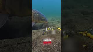 Khi Thợ Câu Gặp Cá Khôn Và Cái Kết Bất Ngờ 😅