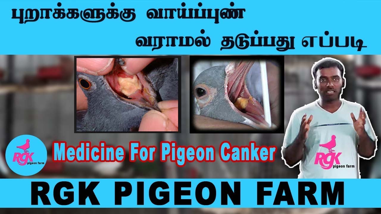 Medicine For Pigeon Canker