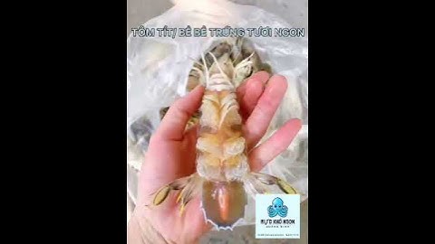 Cách Chọn Tôm Tít / Bề Bề Trứng Tươi Ngon - How Is The Fresh Mantis Shrimp?