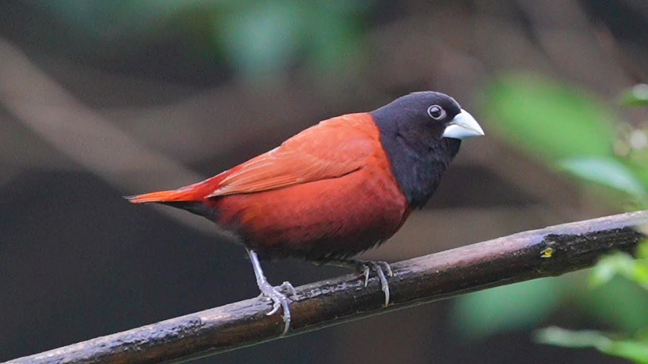 黑頭文鳥(栗腹文鳥)/Black-headed Munia(Chestnut Munia)