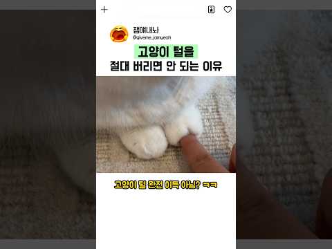고양이 털을 버리면 안 되는 이유ㄷㄷ