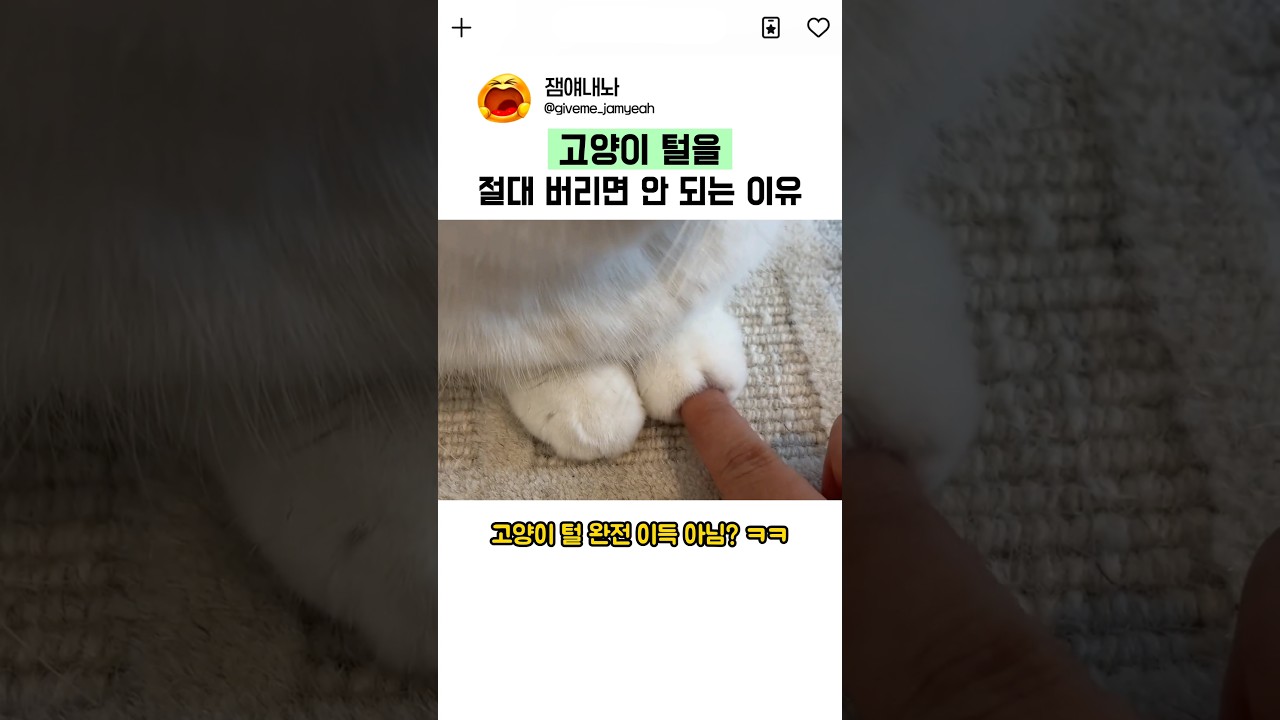 고양이 털을 버리면 안 되는 이유ㄷㄷ