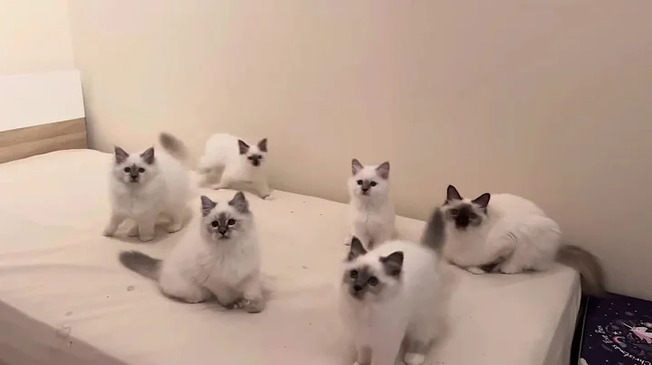 Video 11307611: birman cattery, litter, kitten