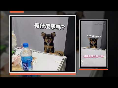 電器展遇吉娃娃櫃姐！什麼都不懂但很會裝忙XD