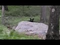 Bear In Camp