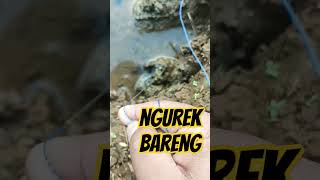 tips ngurek belut biar strike #shorts