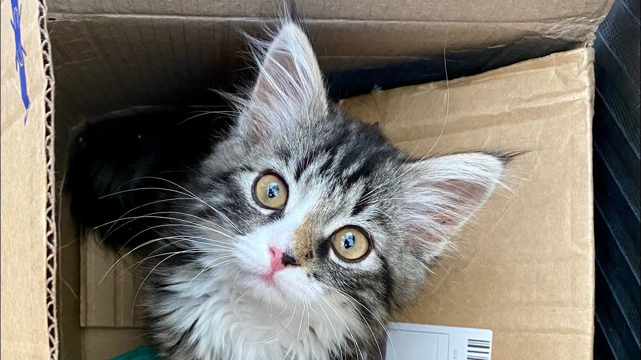 Котенок заигрывает всех, кого видит. Но и взрослые кошки не отстают