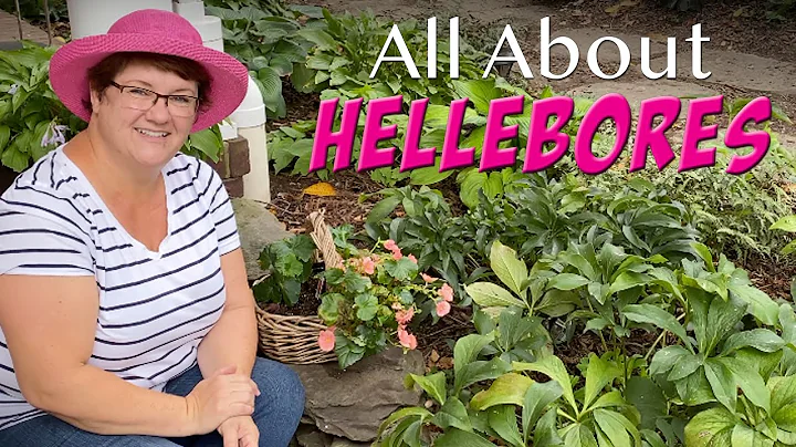 Discover the Beauty of Hellebores - A Comprehensive Guide