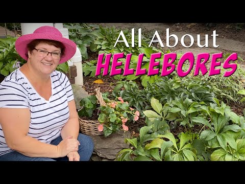 Video: Hellebore Companion Nroj Tsuag: Cov Lus Qhia Ntawm Kev Cog Cog Nrog Hellebores