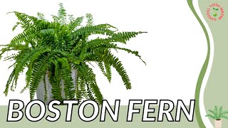 BOSTON FERN Information and Growing Tips! (Nephrolepis exaltata) Net Worth