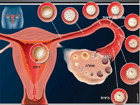 וִידֵאוֹ: כיצד התפתחה הרבייה?