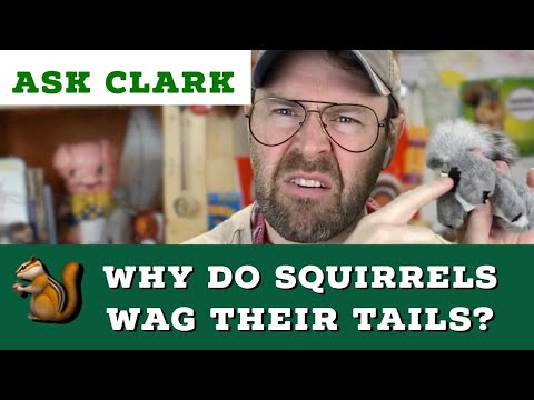 Video: Waarom wiebelen eekhoorns met hun staart?