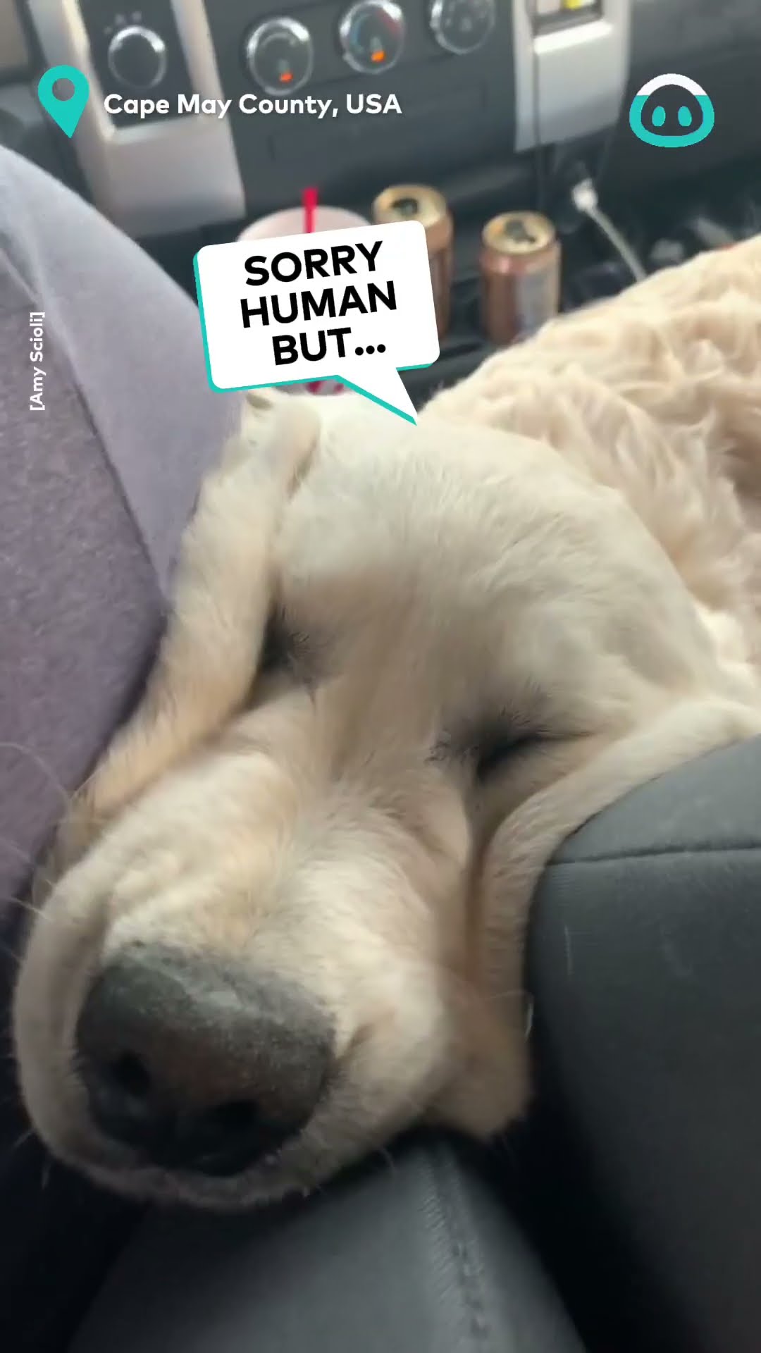 Golden Retriever Masters RoadTrip || ViralHog