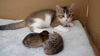 Kitten Nico took it upon himself to watch over the baby kittens.