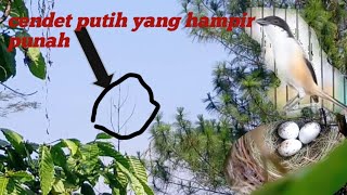 Cendet langka yang hampir punah!!!