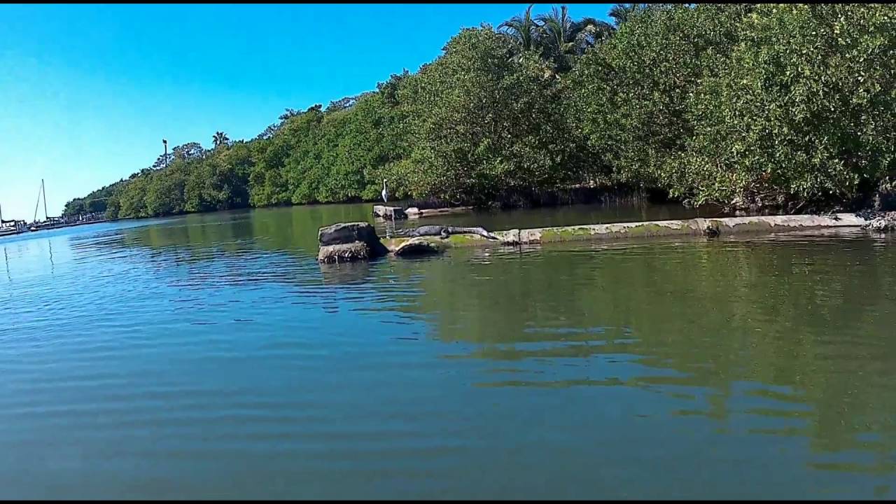 Crocodile at Key Biscayne