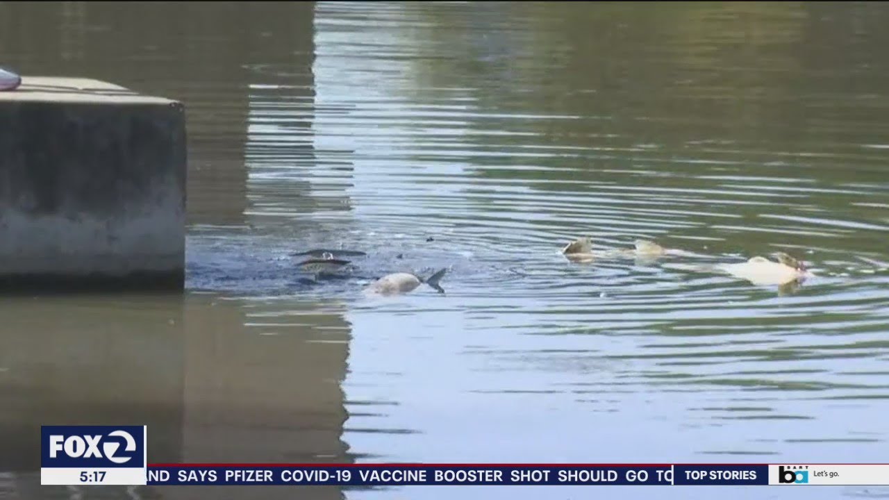 Why are so many dead fish showing up in a Newark lake?