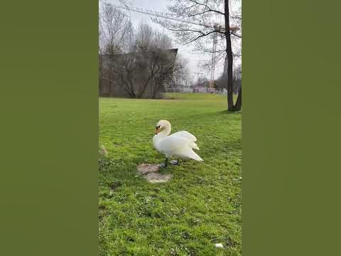 🦢 #лебедь #весна #shorts #катя - YouTube