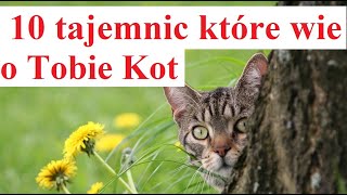 10 tajemnic które wie o Tobie Kot