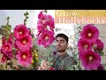 How to Grow Hollyhock Flowers  | Hollyhock Plant Care & Maintenance | ????? ??? | ???????