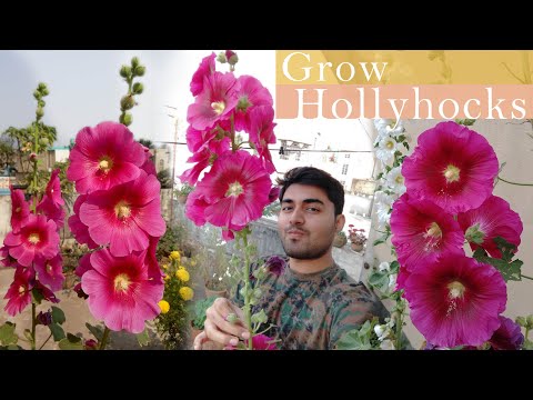 Video: Hollyhock Plant Care - How To Grow Hollyhocks