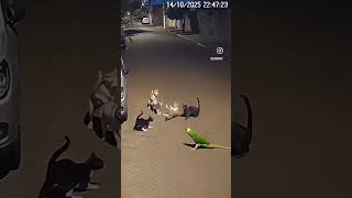 Попугай 🦜 рулит #shotrs #cat #попугай