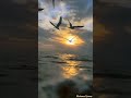 طيور ستوري انستا جاهز للتصميم بدون حقوق