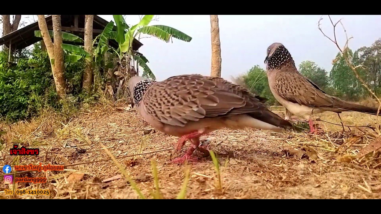 ต่อนกเขาใหญ่, burung terkukur pikat, เจ้าสิงขร ep8 