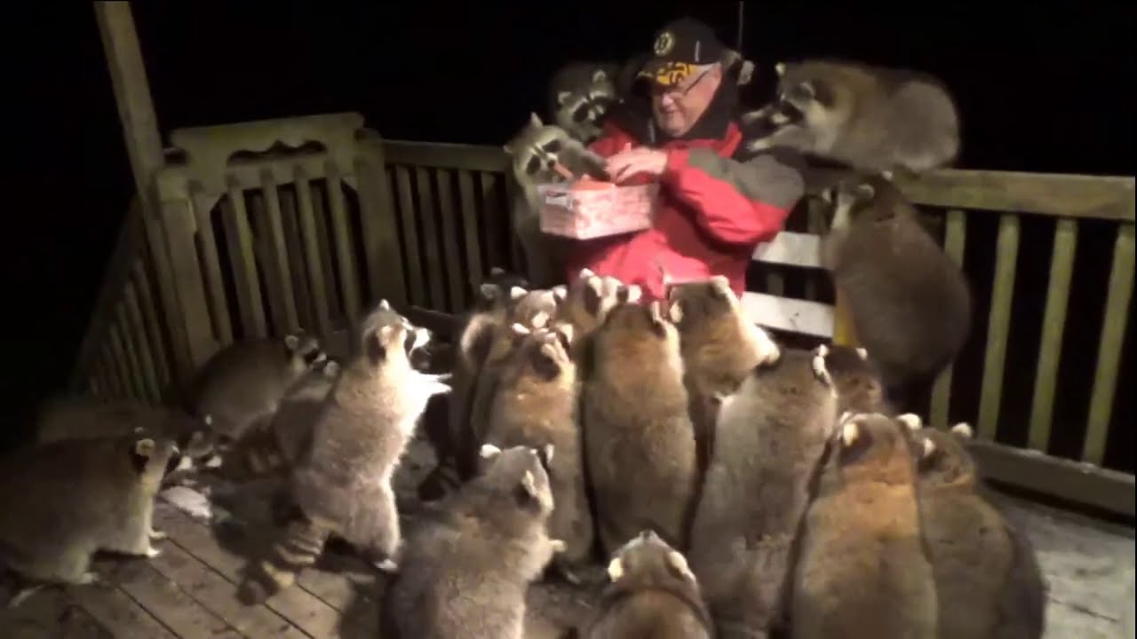 Man Feeds 30 Racoons With Hot Dogs YouTube