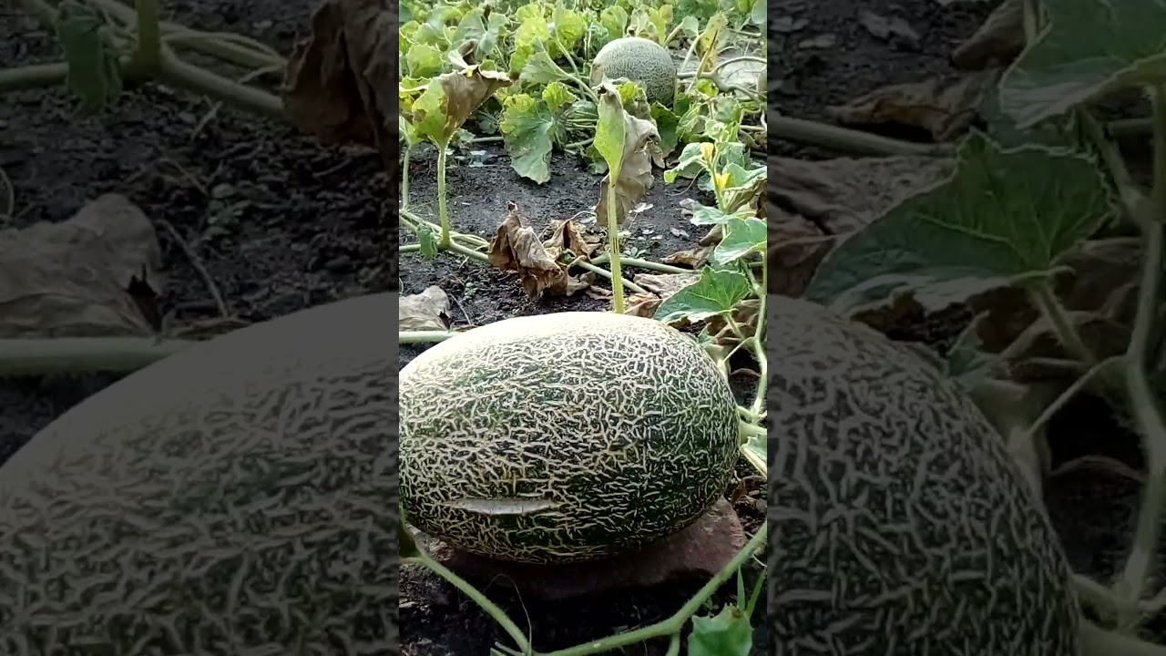 Earthling’s Melons 🍈🚀: Acid Rain 🌧️Didn’t Kill My Sweet Reward! 
