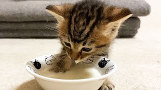 手を入れながらミルクを飲む赤ちゃん猫