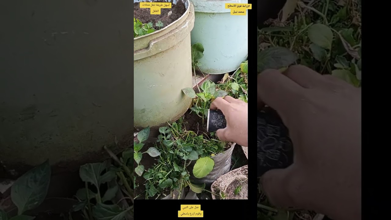 الجزء الخامس لنقل شتلات الفلفل الالوان فوق الأسطح ♥️#garden #زراعت #زراعة #نباتي #نباتي #فلفله 