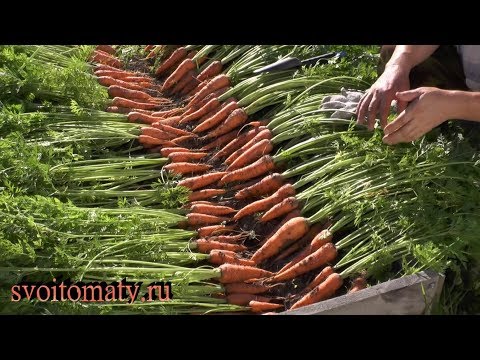 Озимая морковь. Уборка и выводы