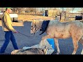 PREPARING A HORSE TO SELL - WHAT WE DO